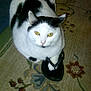 cat, white_cat, black_patches, flip_flop, paw, carpet, indoor, pet, animal, cute, resting, floor, footwear, floral_pattern, domestic_cat, feline, curious, looking_up, sitting, cozy
