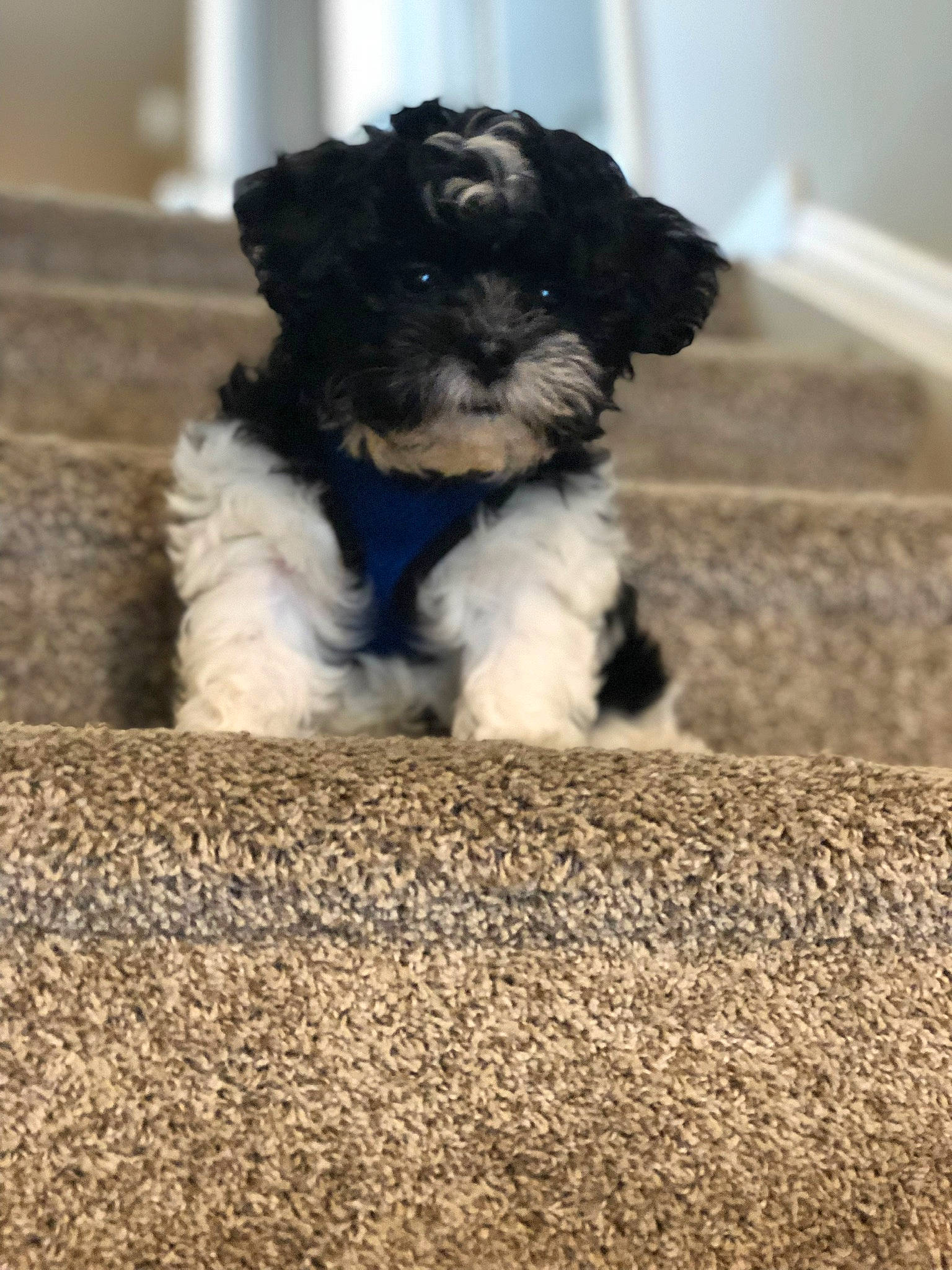 Jorge joined the competition — help win amazing prizes! bolonka, canidae, carnivore, cavapoo, cockapoo, companion_dog, dog, dog_breed, havanese, kyi_leo, maltepoo, mammal, miniature_poodle, morkie, poodle_crossbreed, puppy, schnoodle, shih_poo, toy_poodle, vertebrate