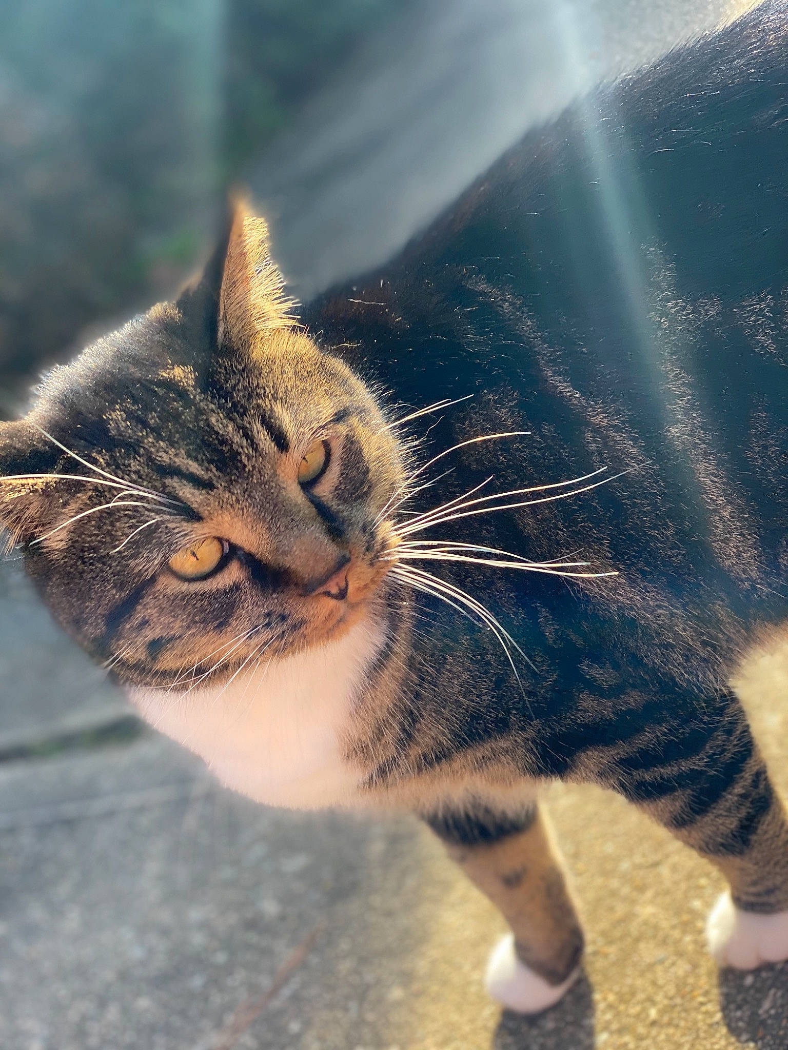 Freddy is registered to the contest to win money with this photo: aegean_cat, carnivore, cat, cloud, domestic_short_haired_cat, european_shorthair, eye, felidae, fur, kitten, photography, polydactyl_cat, sand, sky, small_to_medium_sized_cats, snout, sunlight, tabby_cat, tail, whiskers