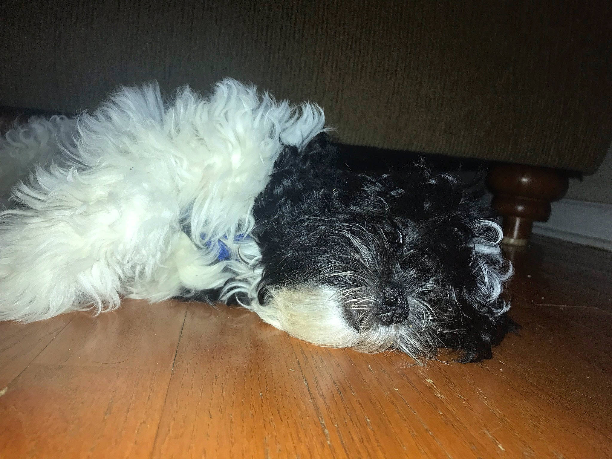 Georgie is registered to the contest to win money with this photo: bolonka, canidae, carnivore, cockapoo, companion_dog, dog, dog_breed, fur, havanese, kyi_leo, maltese, non_sporting_group, old_english_sheepdog, schapendoes, schnoodle, shih_tzu, sporting_group, tail, terrier, tibetan_terrier