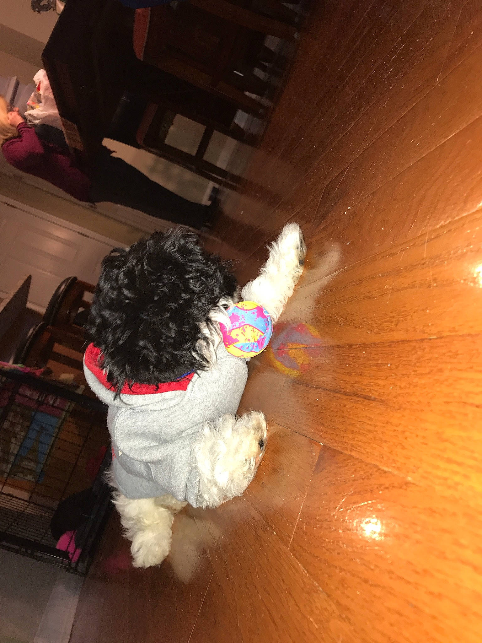 Georgie joined the competition — help win amazing prizes! floor, flooring, fun, hardwood, toddler