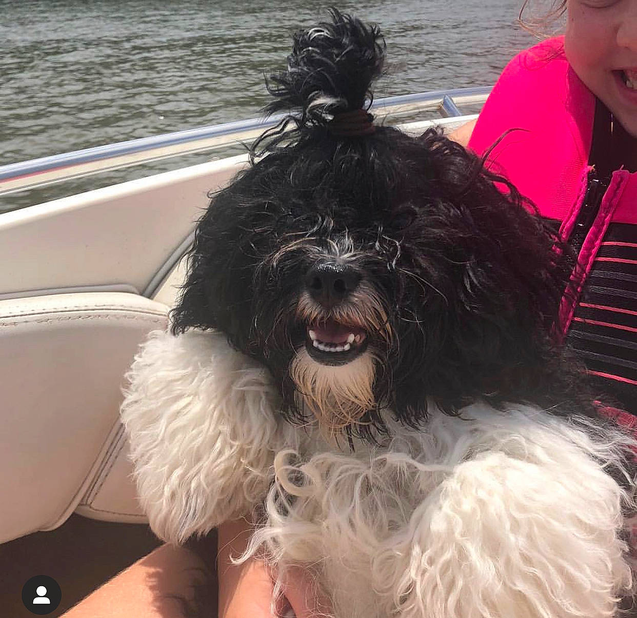 Georgie joined the competition — help win amazing prizes! barbet, bolonka, canidae, cao_da_serra_de_aires, carnivore, catalan_sheepdog, cockapoo, dog, dog_breed, havanese, kyi_leo, mammal, portuguese_water_dog, rare_breed_dog, schnoodle, snout, spanish_water_dog, sporting_group, terrier, vertebrate