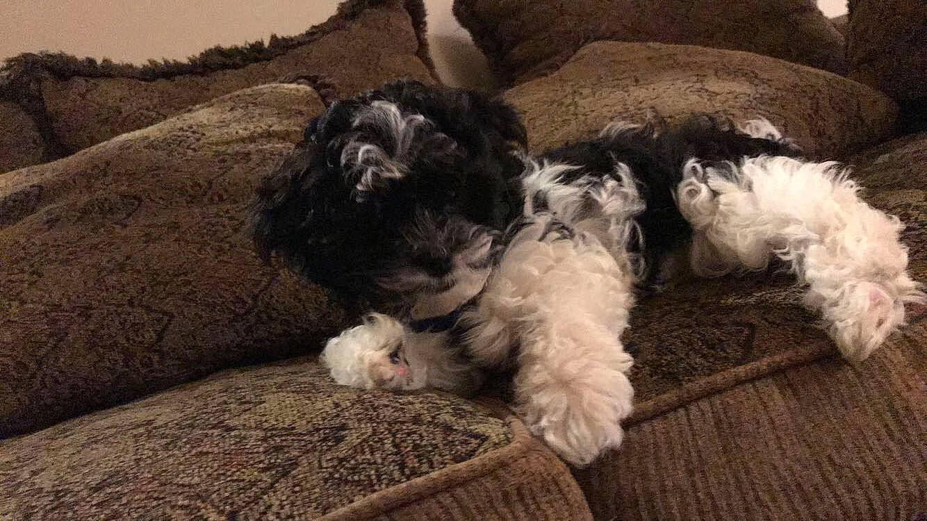 Georgie is registered to the contest to win money with this photo: bolonka, canidae, carnivore, cavapoo, cockapoo, dog, dog_breed, havanese, kyi_leo, maltepoo, mammal, poodle_crossbreed, puppy, schnoodle, shih_poo, shih_tzu, spanish_water_dog, tibetan_terrier, toy_poodle, vertebrate