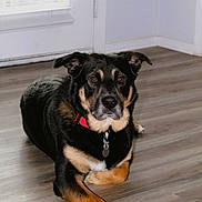Koda joined the competition — help win amazing prizes! dog, black_dog, tan_dog, red_collar, pet, indoor, wooden_floor, door, blinds, corner, wall, animal, canine, resting, lying_down, looking_at_camera, house, home, floor, domestic