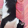 Sunny participe au concours pour gagner de l'argent avec cette photo : cat, black_and_white, sleeping, lounging, couch, sofa, pink, blanket, fabric, indoor, home, relaxed, resting, pet, furry, animal, stretched_out, whiskers, colorful, cozy