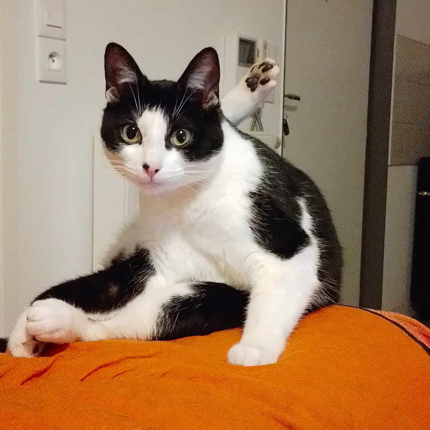 Sunny a rejoint le concours — aidez-le/la à gagner de superbes lots ! cat, black_and_white_cat, tuxedo_cat, pet, animal, sitting, indoors, orange_blanket, bed, portrait, front_facing, alert, green_eyes, whiskers, ears, paws, tail, home, door, furniture