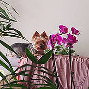 Grany participe au concours pour gagner de l'argent avec cette photo : dog, yorkshire_terrier, pet, couch, orchid, pink_flower, houseplant, indoor, leaves, plant, blanket, draped_fabric, cozy, small_dog, ears, fur, curious, looking_at_camera, living_room, portrait
