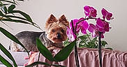 Grany participe au concours pour gagner de l'argent avec cette photo : blanket, couch, cozy, curious, dog, draped_fabric, ears, fur, houseplant, indoor, leaves, living_room, looking_at_camera, orchid, pet, pink_flower, plant, portrait, small_dog, yorkshire_terrier