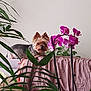 dog, yorkshire_terrier, pet, couch, orchid, pink_flower, houseplant, indoor, leaves, plant, blanket, draped_fabric, cozy, small_dog, ears, fur, curious, looking_at_camera, living_room, portrait