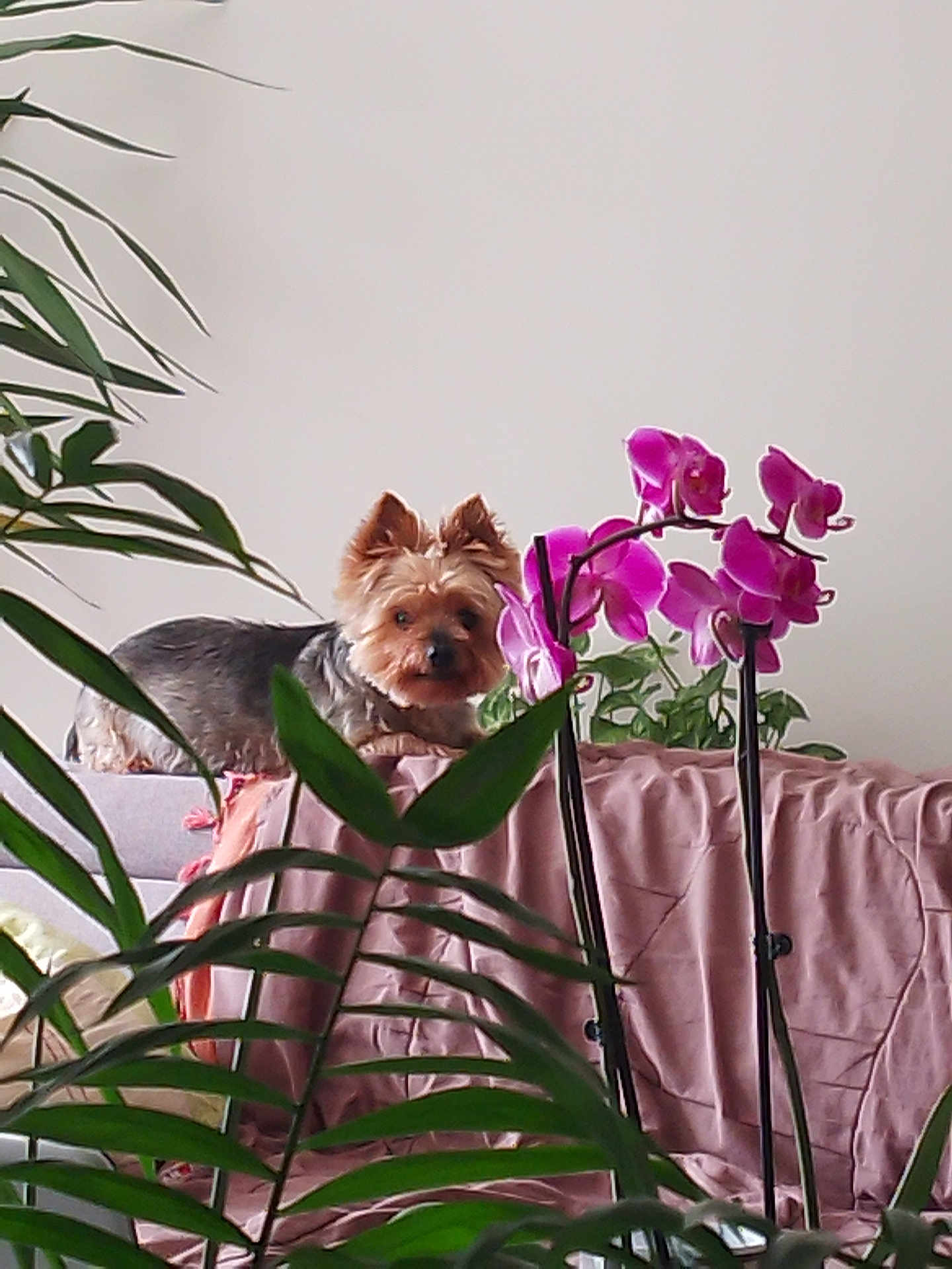 Grany participe au concours pour gagner de l'argent avec cette photo : dog, yorkshire_terrier, pet, couch, orchid, pink_flower, houseplant, indoor, leaves, plant, blanket, draped_fabric, cozy, small_dog, ears, fur, curious, looking_at_camera, living_room, portrait