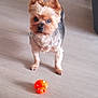 Grany participe au concours pour gagner de l'argent avec cette photo : dog, small_dog, yorkshire_terrier, toy, orange_toy, wood_floor, indoor, standing, pet, looking_at_camera, ears, fur, cute, alert, playful, paw, nose, flooring, companion, blurry