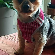 Grany participe au concours pour gagner de l'argent avec cette photo : dog, small_dog, pet, indoor, pink_harness, blanket, plant, houseplant, furniture, table, cozy, portrait, animal, fur, ears, face, looking, sitting, domestic, companion