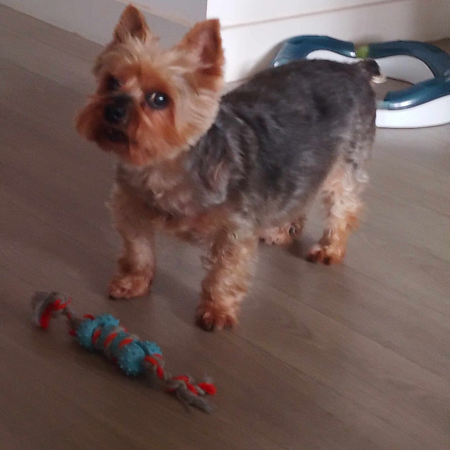 Grany a rejoint le concours — aidez-le/la à gagner de superbes lots ! baseboard, blurry, brown_fur, chew_toy, curious, dog, ears, fur, grey_fur, hardwood_floor, home, indoor, looking_at_camera, paws, pet, small_dog, standing, toy, wall, yorkshire_terrier
