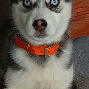 Azur a rejoint le concours — aidez-le/la à gagner de superbes lots ! husky, puppy, dog, blue_eyes, orange_collar, close_up, pet, indoor, couch, fur, animal, cute, young, portrait, sitting, looking_at_camera, domestic_animal, companion, face_markings, furry