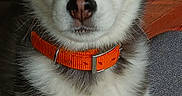 Azur a rejoint le concours — aidez-le/la à gagner de superbes lots ! animal, blue_eyes, close_up, companion, couch, cute, dog, domestic_animal, face_markings, fur, furry, husky, indoor, looking_at_camera, orange_collar, pet, portrait, puppy, sitting, young