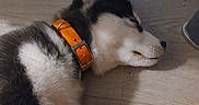 Azur participe au concours pour gagner de l'argent avec cette photo : dog, puppy, husky, sleeping, collar, orange_collar, fur, pet, animal, indoor, wooden_floor, shadow, resting, cute, mammal, side_view, young_dog, domestic_animal, quiet, peaceful