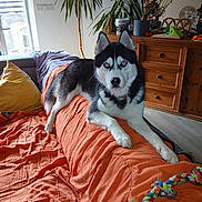 Azur a rejoint le concours — aidez-le/la à gagner de superbes lots ! blanket, canine, couch, dog, ears, eyes, floor, fur, husky, indoor, living_room, orange, pet, pillow, plant, relaxing, rope_toy, toy, window, wooden_furniture