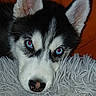 Azur participe au concours pour gagner de l'argent avec cette photo : animal, black_and_white_fur, blue_eyes, close_up, cozy, cute, dog, ears, fluffy_rug, husky, indoor, lying_down, orange_background, pet, portrait, puppy, resting, snout, soft_texture, young_dog
