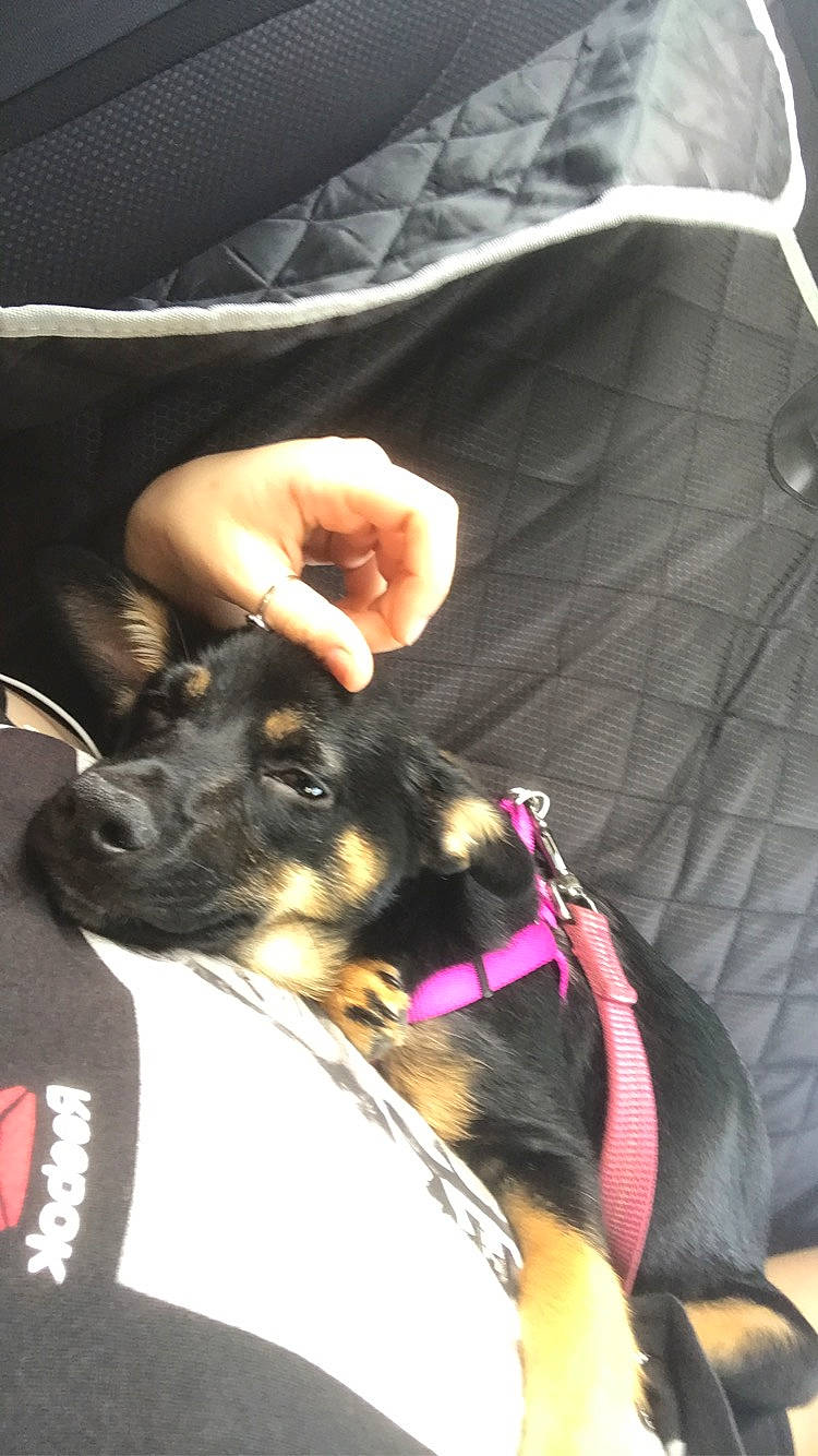 Lyla joined the competition — help win amazing prizes! bag, canidae, carnivore, comfort, companion_dog, dog, dog_breed, dog_collar, ear, fashion_accessory, fawn, fur, gesture, nail, purple, seat_belt, snout, sporting_group, toy_dog, wrist