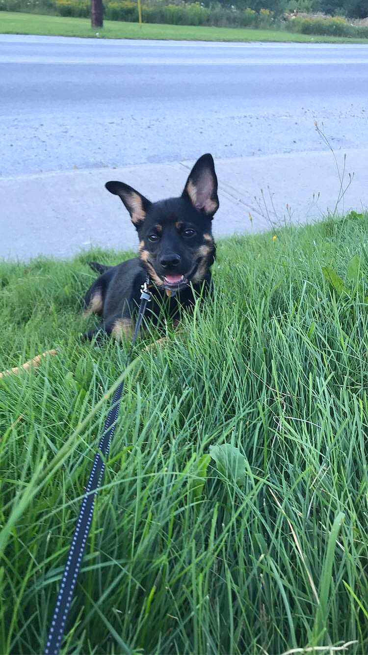 Lyla joined the competition — help win amazing prizes! canidae, carnivore, companion_dog, dog, dog_breed, grass, grass_family, grassland, herbaceous_plant, herding_dog, pasture, plant, prairie, snout, sporting_group, tail, terrestrial_animal, water, working_animal, working_dog