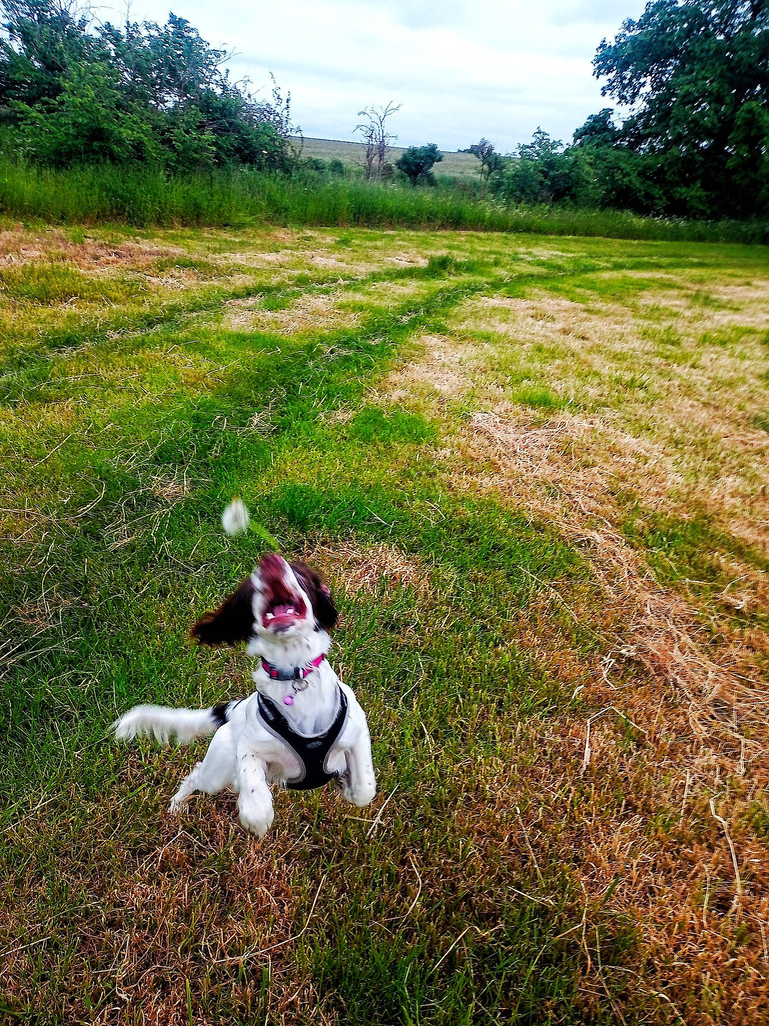 Lola joined the competition — help win amazing prizes! carnivore, cloud, companion_dog, dog, dog_breed, field, grass, grass_family, grassland, landscape, lawn, meadow, pasture, people_in_nature, plant, recreation, shrub, sky, tail, tree
