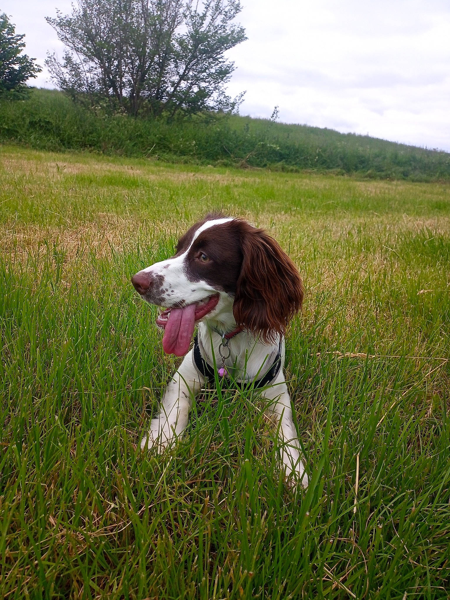 Lola joined the competition — help win amazing prizes! canidae, carnivore, cloud, companion_dog, dog, dog_breed, dog_collar, grass, grassland, gun_dog, hunting_dog, pasture, plant, pointing_breed, prairie, sky, spaniel, sporting_group, tail, tree