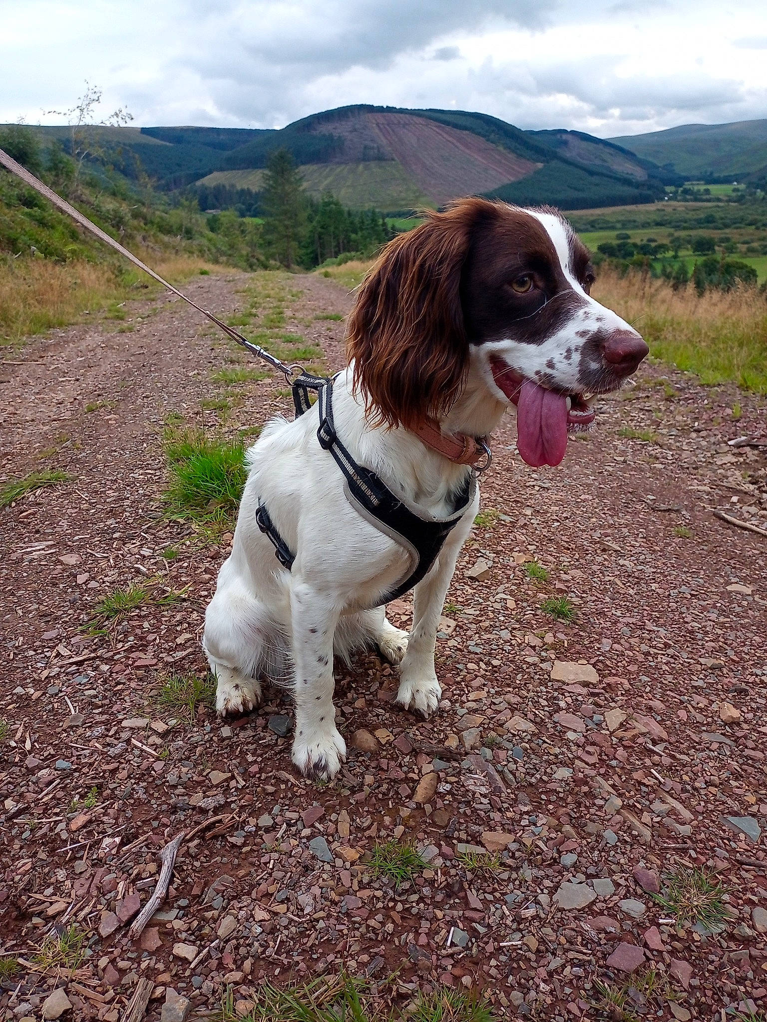 Lola is registered to the contest to win money with this photo: adventure, carnivore, cloud, collar, companion_dog, dog, dog_breed, dog_collar, fawn, grass, gun_dog, hill, landscape, liver, mountain, plant, sky, sporting_group, tree, walking