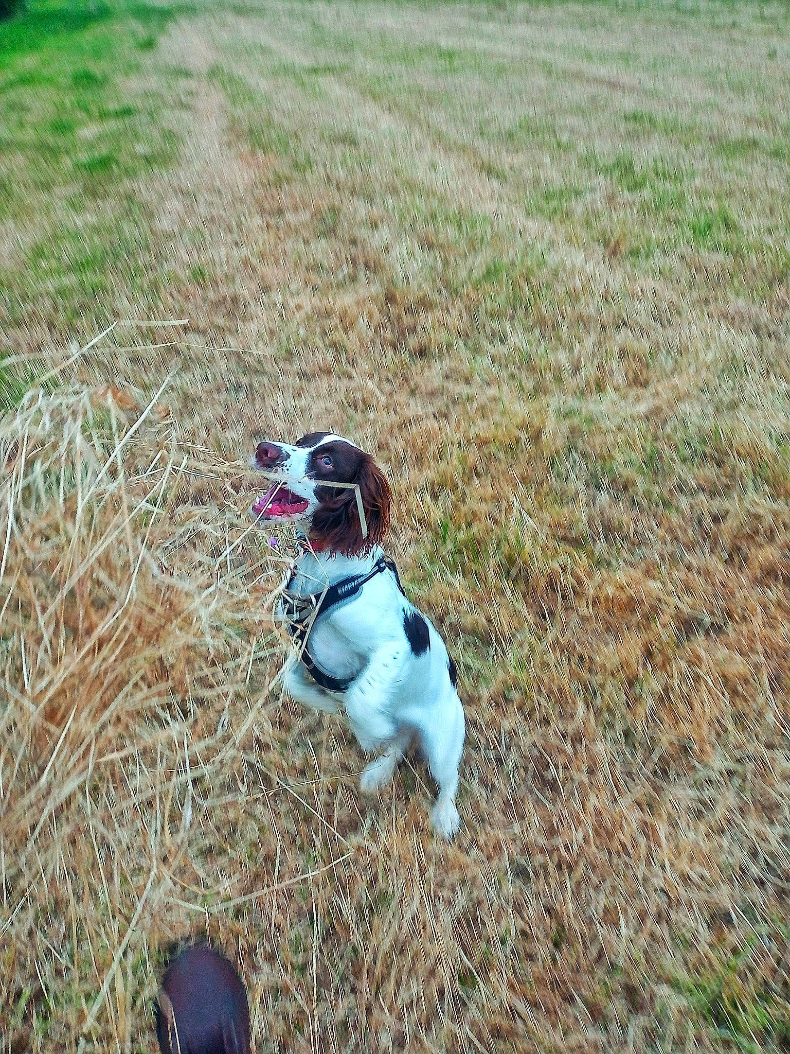 Lola joined the competition — help win amazing prizes! canidae, carnivore, companion_dog, dog, dog_breed, dog_supply, fawn, field, grass, grassland, landscape, leash, non_sporting_group, pasture, plant, prairie, snout, soil, sporting_group, tail