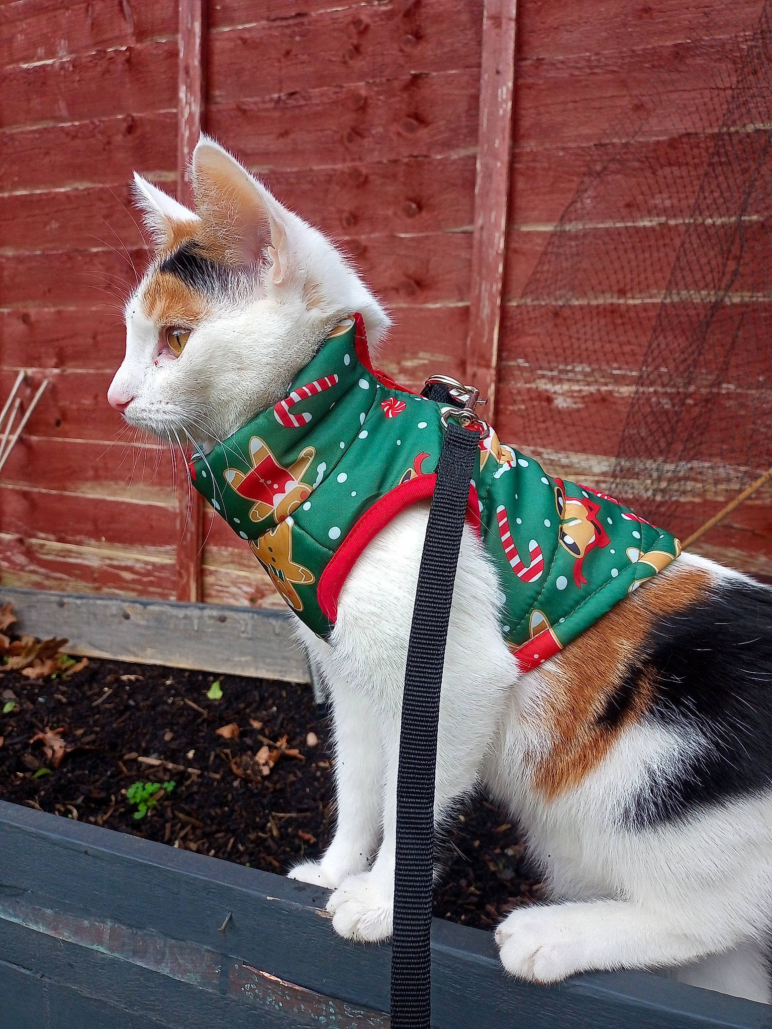 Lily joined the competition — help win amazing prizes! art, brick, carnivore, cat, collar, companion_dog, dog_breed, dog_collar, domestic_short_haired_cat, fashion_accessory, fawn, felidae, fur, leash, pet_supply, small_to_medium_sized_cats, snout, tail, terrestrial_animal, whiskers