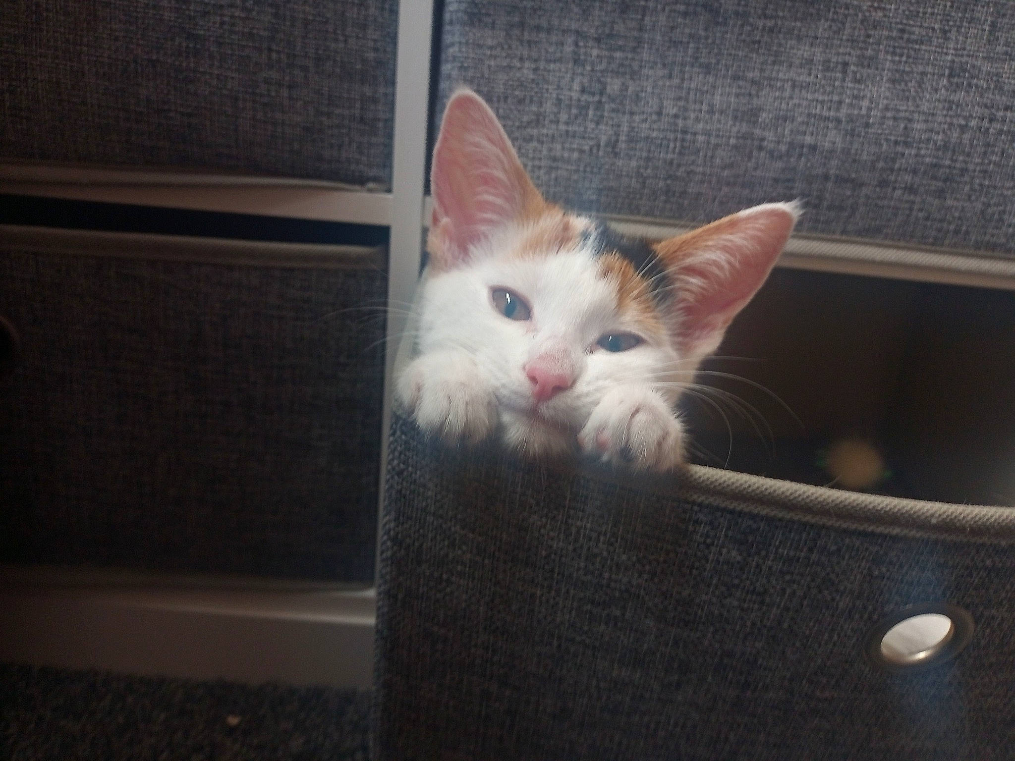 Lily joined the competition — help win amazing prizes! box, cardboard, carnivore, cat, computer_monitor, domestic_short_haired_cat, felidae, fur, paw, shipping_box, small_to_medium_sized_cats, snout, tail, whiskers, window, wood