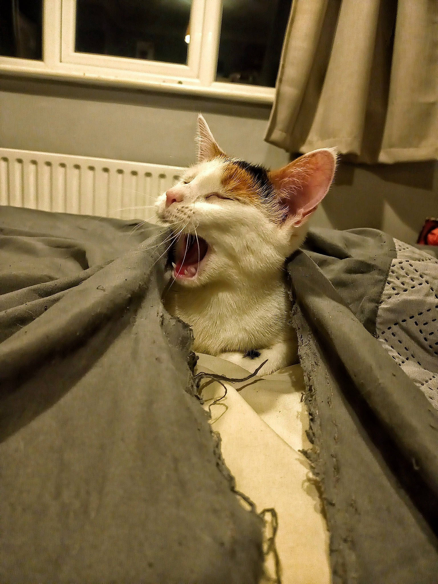 Lily is registered to the contest to win money with this photo: carnivore, cat, collar, comfort, curtain, domestic_short_haired_cat, fang, fawn, felidae, formal_wear, fur, jaw, pet_supply, roar, small_to_medium_sized_cats, snout, terrestrial_animal, whiskers, window, yawn