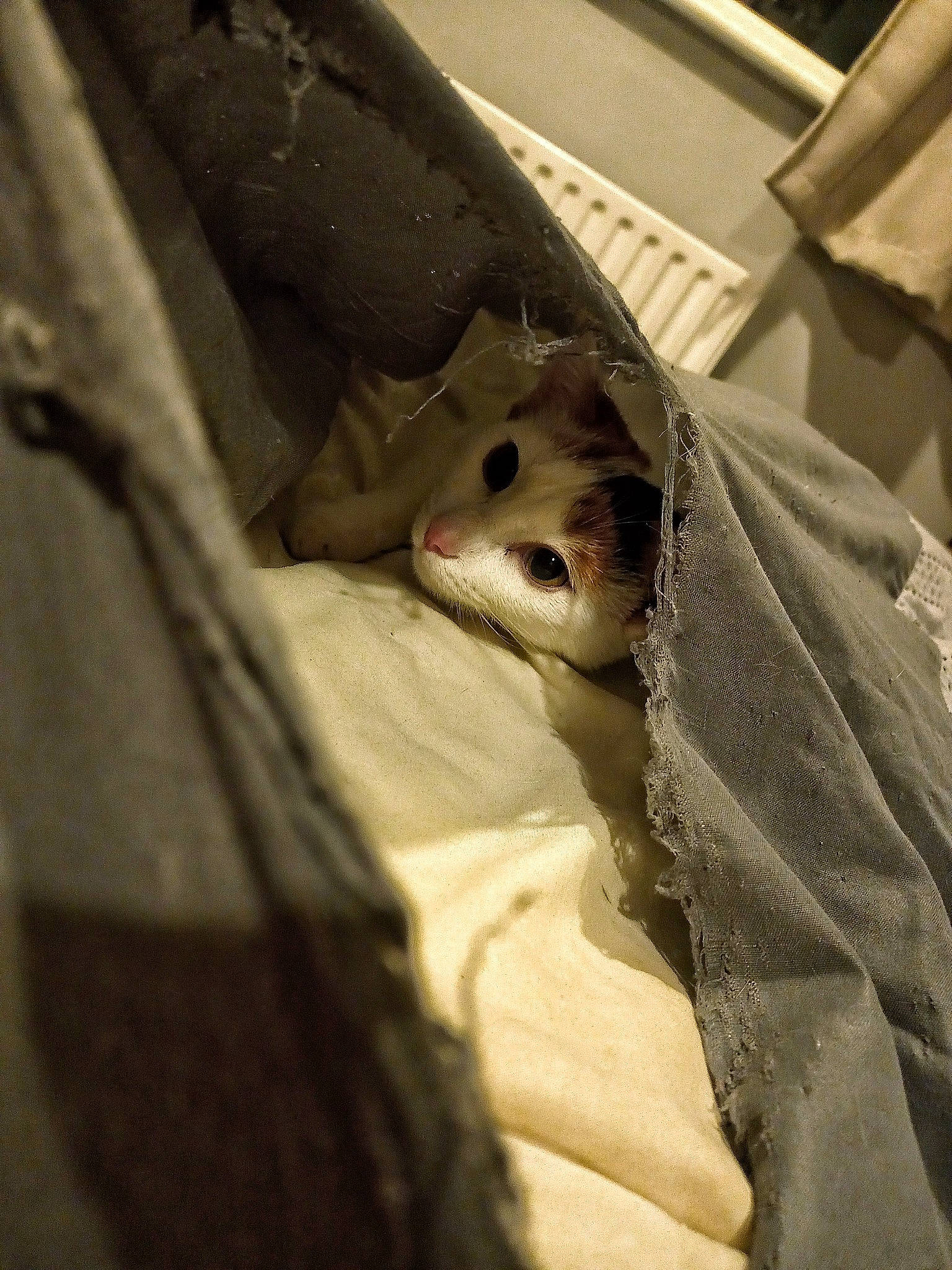 Lily is registered to the contest to win money with this photo: bed, canidae, carnivore, comfort, companion_dog, dog_breed, eye, fawn, felidae, fur, head, human_body, jaw, leg, linens, small_to_medium_sized_cats, snout, sporting_group, whiskers, wood