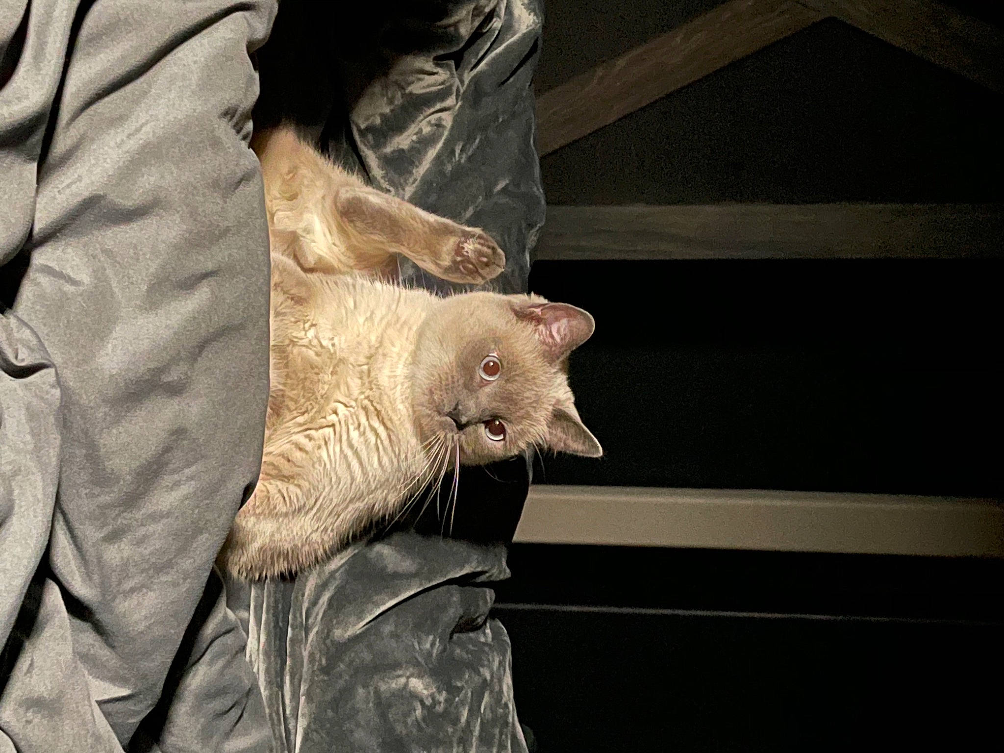 Duchess is registered to the contest to win money with this photo: carnivore, cat, claw, felidae, fur, skin, small_to_medium_sized_cats, snout, terrestrial_animal, whiskers