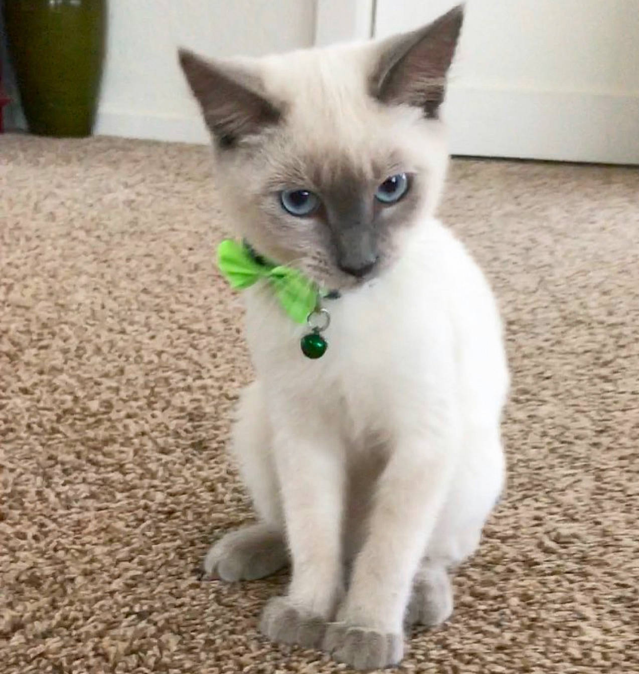 Duchess joined the competition — help win amazing prizes! carnivore, cat, felidae, floor, flooring, fur, mammal, ojos_azules, siamese, small_to_medium_sized_cats, snout, thai, tonkinese, vertebrate, whiskers