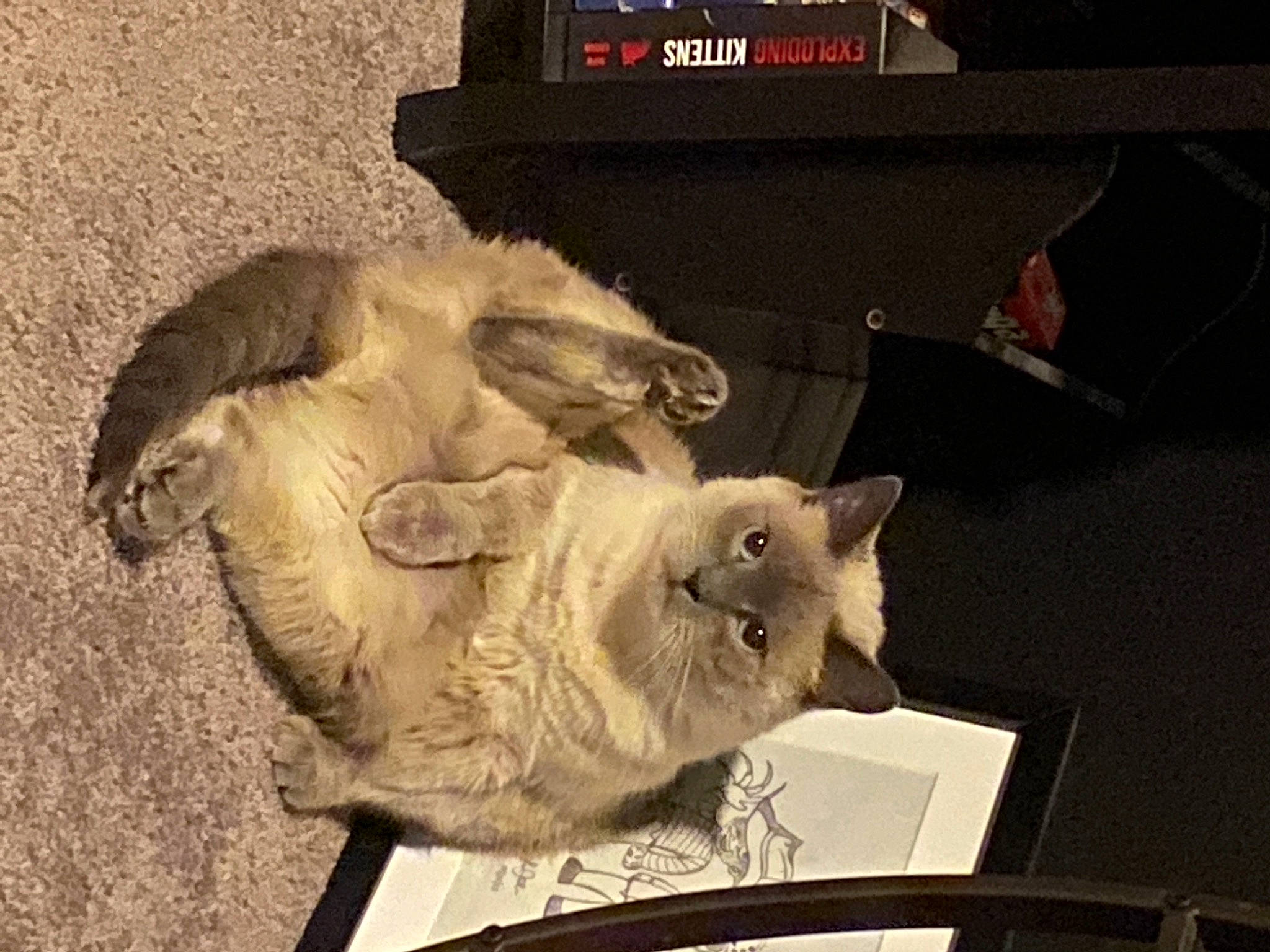 Duchess joined the competition — help win amazing prizes! carnivore, cat, display_device, entertainment_center, felidae, flat_panel_display, fur, living_room, small_to_medium_sized_cats, television, television_accessory, television_set