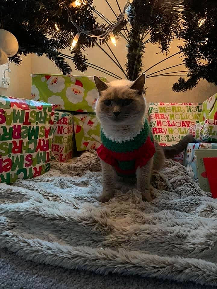 Duchess is registered to the contest to win money with this photo: carnivore, cat, christmas, christmas_decoration, christmas_eve, christmas_ornament, christmas_tree, collar, conifer, felidae, fur, holiday, holiday_ornament, home_accessories, interior_design, linens, pet_supply, small_to_medium_sized_cats, snout, whiskers