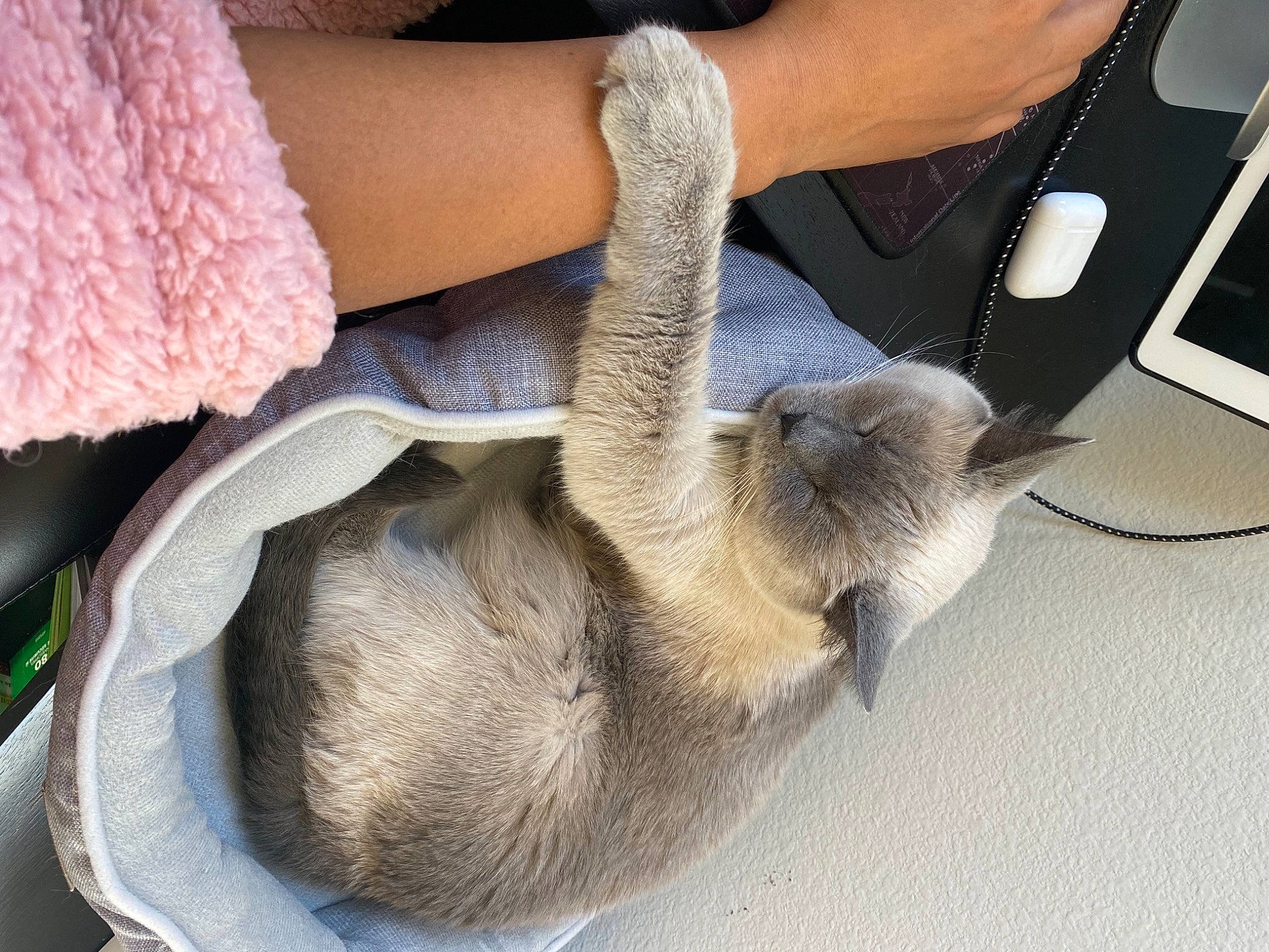Duchess joined the competition — help win amazing prizes! bracelet, carnivore, cat, comfort, communication_device, curious, fawn, felidae, fur, gadget, portable_communications_device, siamese, small_to_medium_sized_cats, thai, tonkinese, watch, wrist