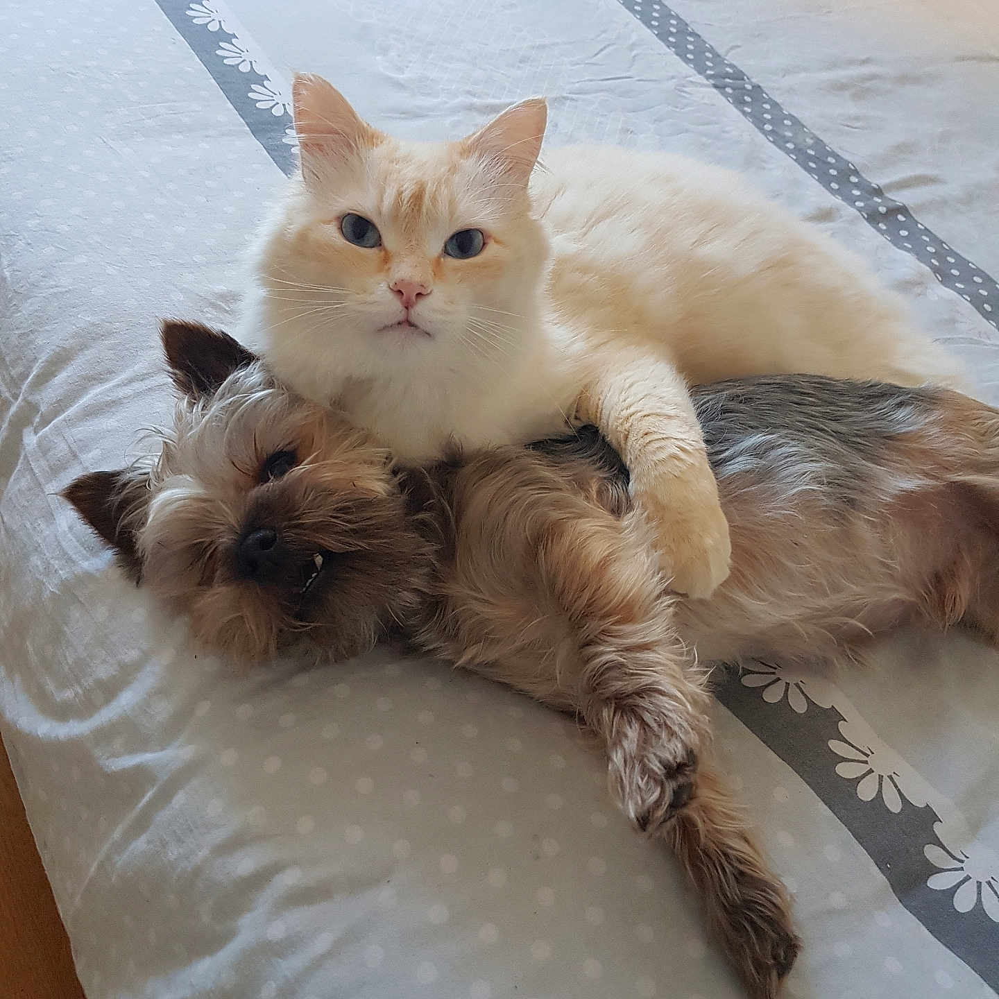 Bounty participe au concours pour gagner de l'argent avec cette photo : animal, bed, bedroom, blanket, canine, cat, computer, couch, dog, electronics, furniture, hardwood, homedecor, indoors, kitten, linen, pet, room, terrier, wood