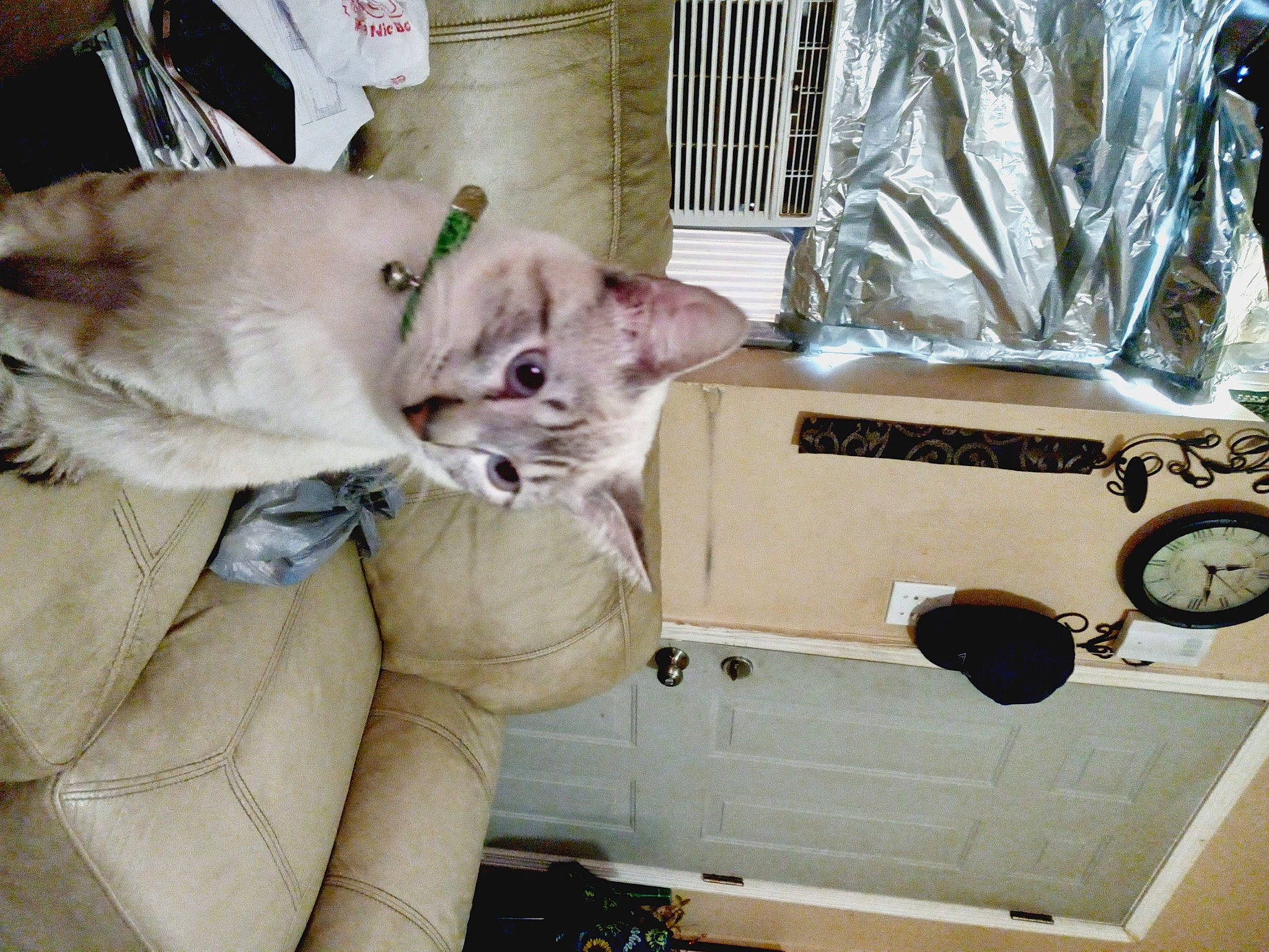 Boo joined the competition — help win amazing prizes! canidae, carnivore, cat, comfort, companion_dog, dog_breed, domestic_short_haired_cat, fawn, felidae, fur, gas, laundry_room, machine, metal, small_to_medium_sized_cats, sporting_group, washing_machine, whiskers