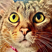 Bella Louise is registered to the contest to win money with this photo: cat, close_up, yellow_eyes, whiskers, fur, pink_collar, pet, animal, cute, curious, face, portrait, domestic_cat, feline, eyes, nose, indoor, soft_background, muzzle, alert