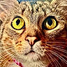 cat, close_up, yellow_eyes, whiskers, fur, pink_collar, pet, animal, cute, curious, face, portrait, domestic_cat, feline, eyes, nose, indoor, soft_background, muzzle, alert