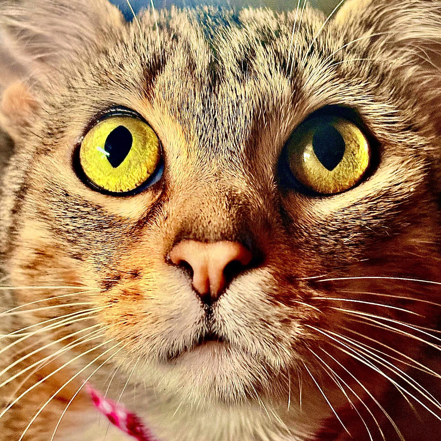 Bella Louise