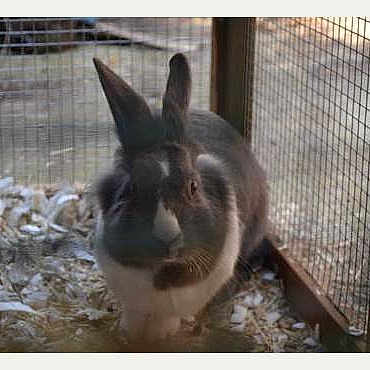 Miffy