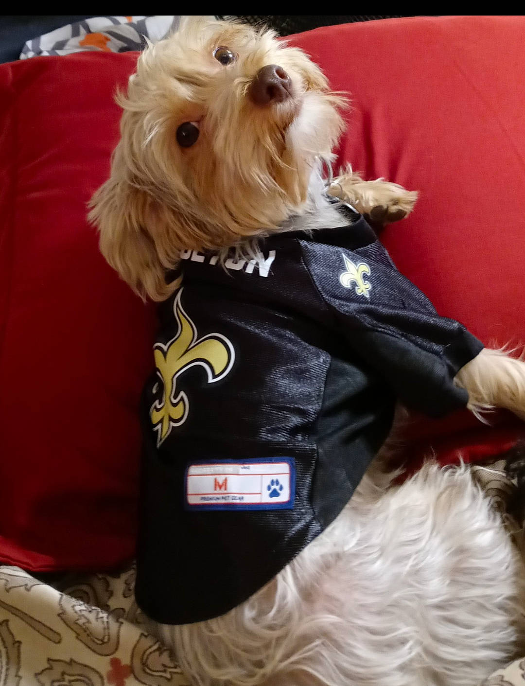 Princeton joined the competition — help win amazing prizes! canidae, carnivore, chinese_crested_dog, collar, companion_dog, dog, dog_breed, dog_clothes, dog_collar, dog_supply, fawn, fur, mammal, pet_supply, small_terrier, snout, sporting_group, terrier, toy_dog, working_animal