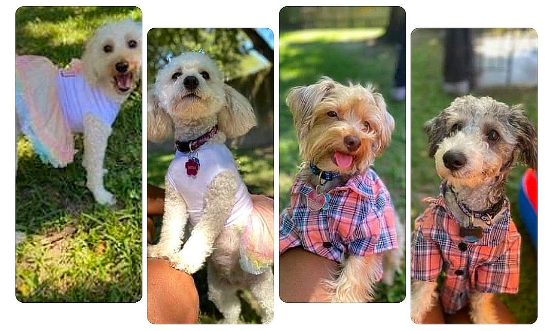 Princeton joined the competition — help win amazing prizes! art, carnivore, collage, collar, companion_dog, dog, dog_breed, dog_collar, dog_supply, fawn, grass, green, happy, mammal, photograph, plant, smile, snout, vertebrate, working_animal