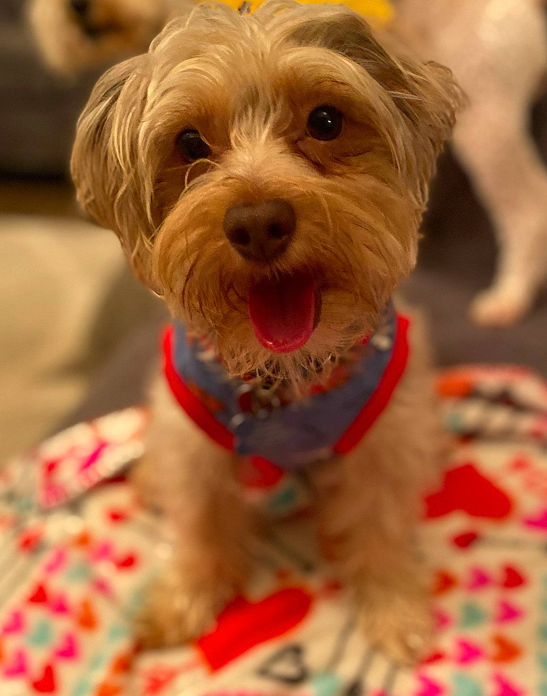 Princeton is registered to the contest to win money with this photo: carnivore, collar, companion_dog, dog, dog_breed, dog_clothes, dog_collar, dog_supply, event, fur, labradoodle, liver, pet_supply, small_terrier, snout, sporting_group, terrier, toy_dog, vegetable, working_animal