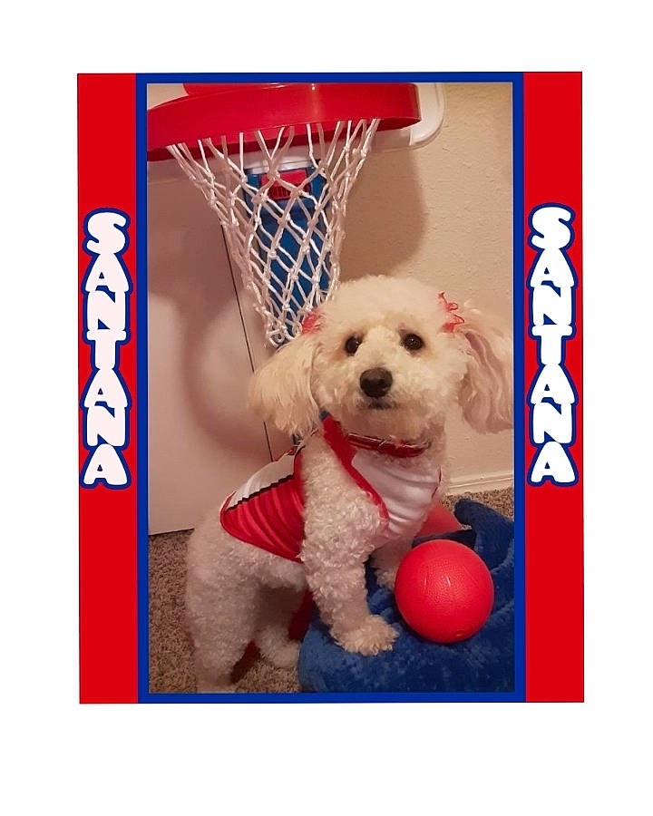 Santana is registered to the contest to win money with this photo: ball, basketball_hoop, bowl, carnivore, companion_dog, dog, dog_breed, dog_supply, fashion_accessory, font, pattern, pet_supply, play, product, rectangle, sporting_group, sports_equipment, toy, toy_dog, working_animal