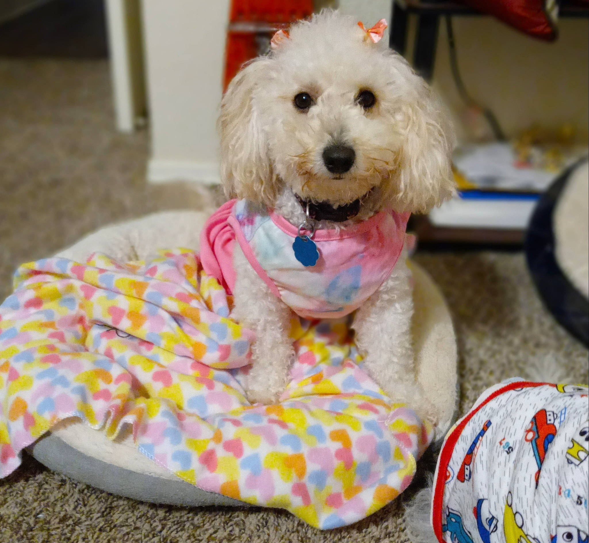 Santana joined the competition — help win amazing prizes! carnivore, companion_dog, dog, dog_breed, dog_clothes, dog_collar, dog_supply, fur, labradoodle, pet_supply, poodle, small_terrier, snout, sporting_group, stuffed_toy, terrier, toy, toy_dog, water_dog, working_animal