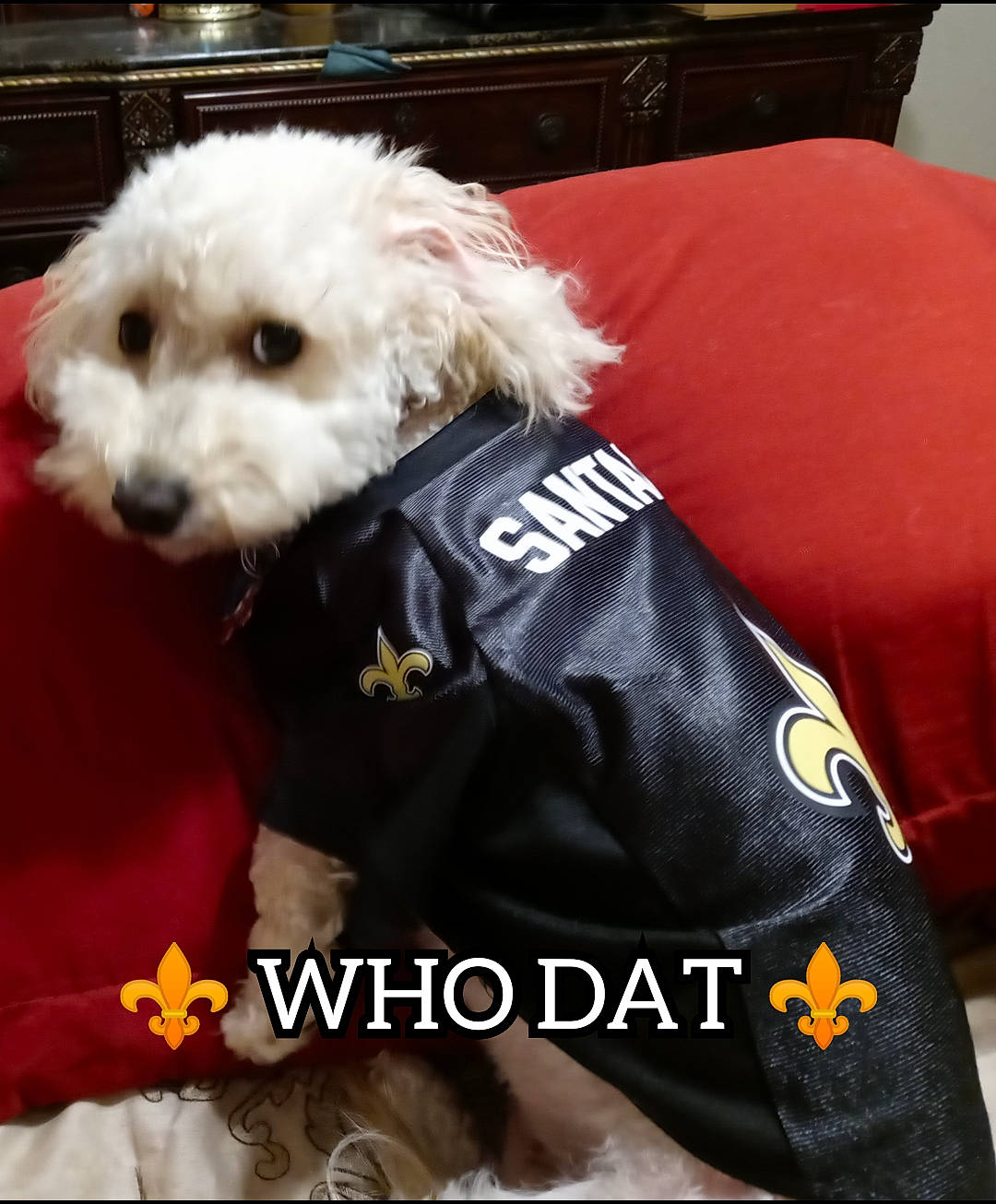 Santana joined the competition — help win amazing prizes! canidae, carnivore, companion_dog, dog, dog_breed, dog_clothes, dog_collar, dog_supply, fur, labradoodle, photo_caption, poodle, puppy_love, small_terrier, snout, sporting_group, terrier, toy, toy_dog, water_dog