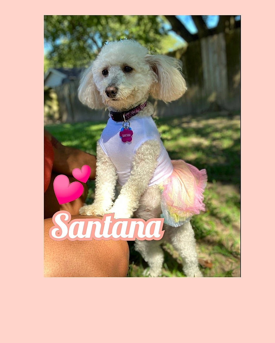 Santana is registered to the contest to win money with this photo: canidae, carnivore, companion_dog, dog, dog_breed, dog_collar, dog_supply, fur, grass, happy, magenta, non_sporting_group, plant, poodle, puppy_love, sporting_group, terrier, toy, toy_dog, water_dog